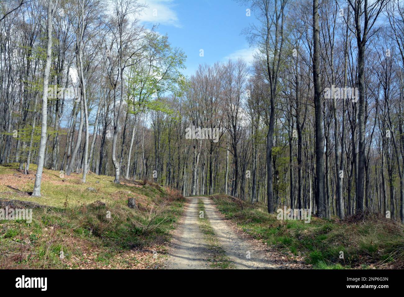 Der Wald in der Nähe des Dorfes Rosovets in Sarnena Sredna Gora. Wanderweg zur Bratan-Hütte an einem sonnigen Tag im Frühling Stockfoto