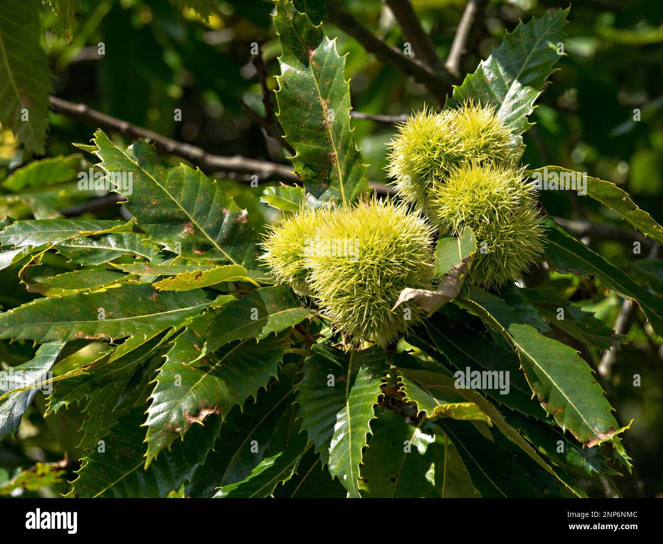 Nahaufnahme der Spiky Sweet Chestnut (Castenea sativa) Früchte, die im September auf Bäumen mit Blättern wachsen, Bradgate Park Leicestershire, England, Vereinigtes Königreich Stockfoto