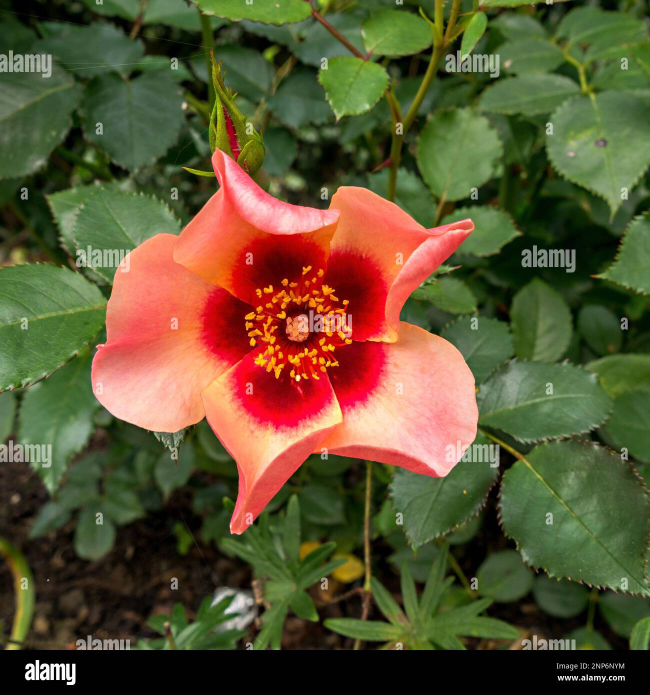 Nahaufnahme der zweifarbigen Persican Hybrid Rosenblume „nur für Ihre Augen“ (Floribunda Rose), Großbritannien Stockfoto