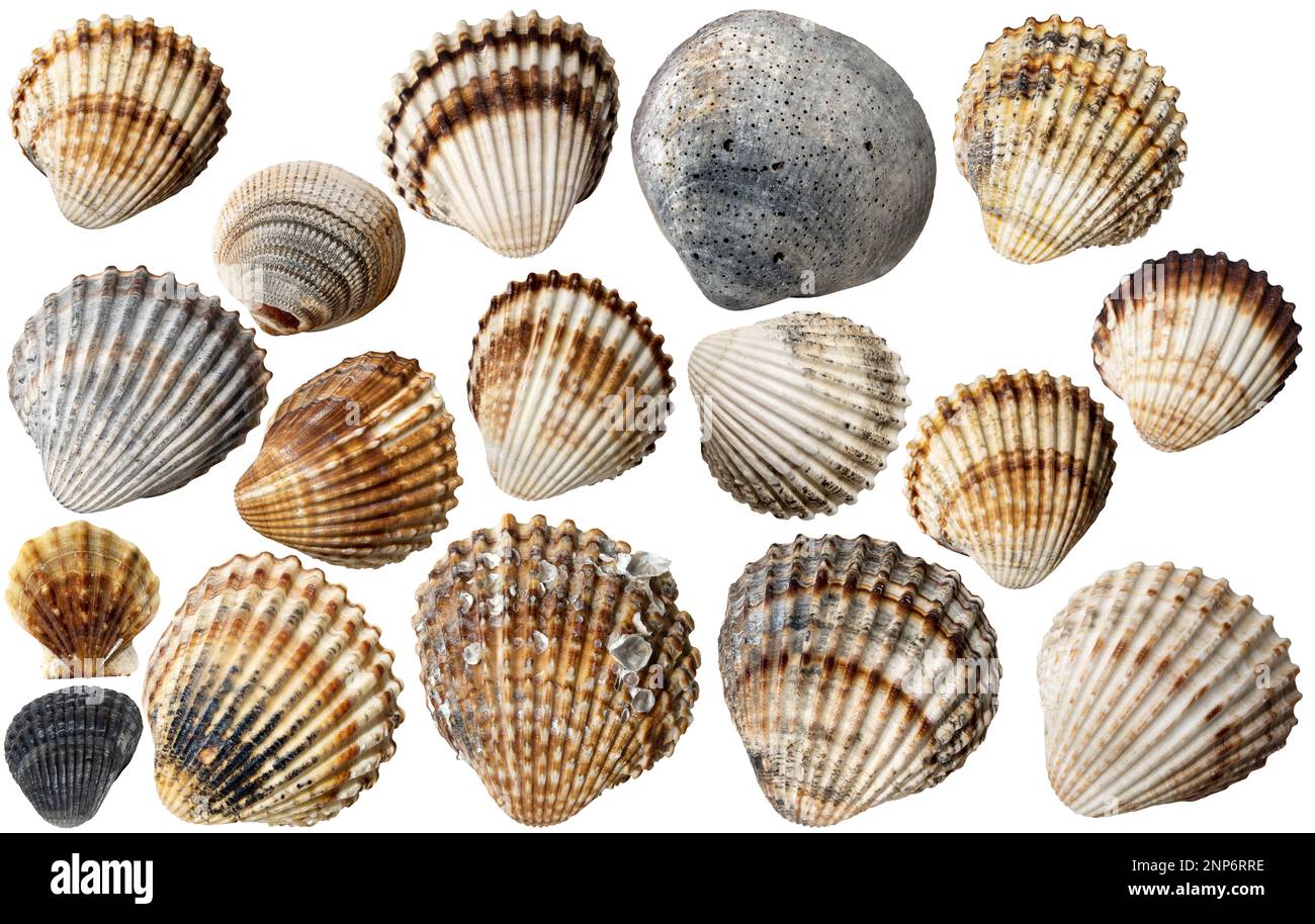 Sammlung von Conch-Muscheln, isoliert auf weißem oder Hintergrund, Fotografie. Stockfoto