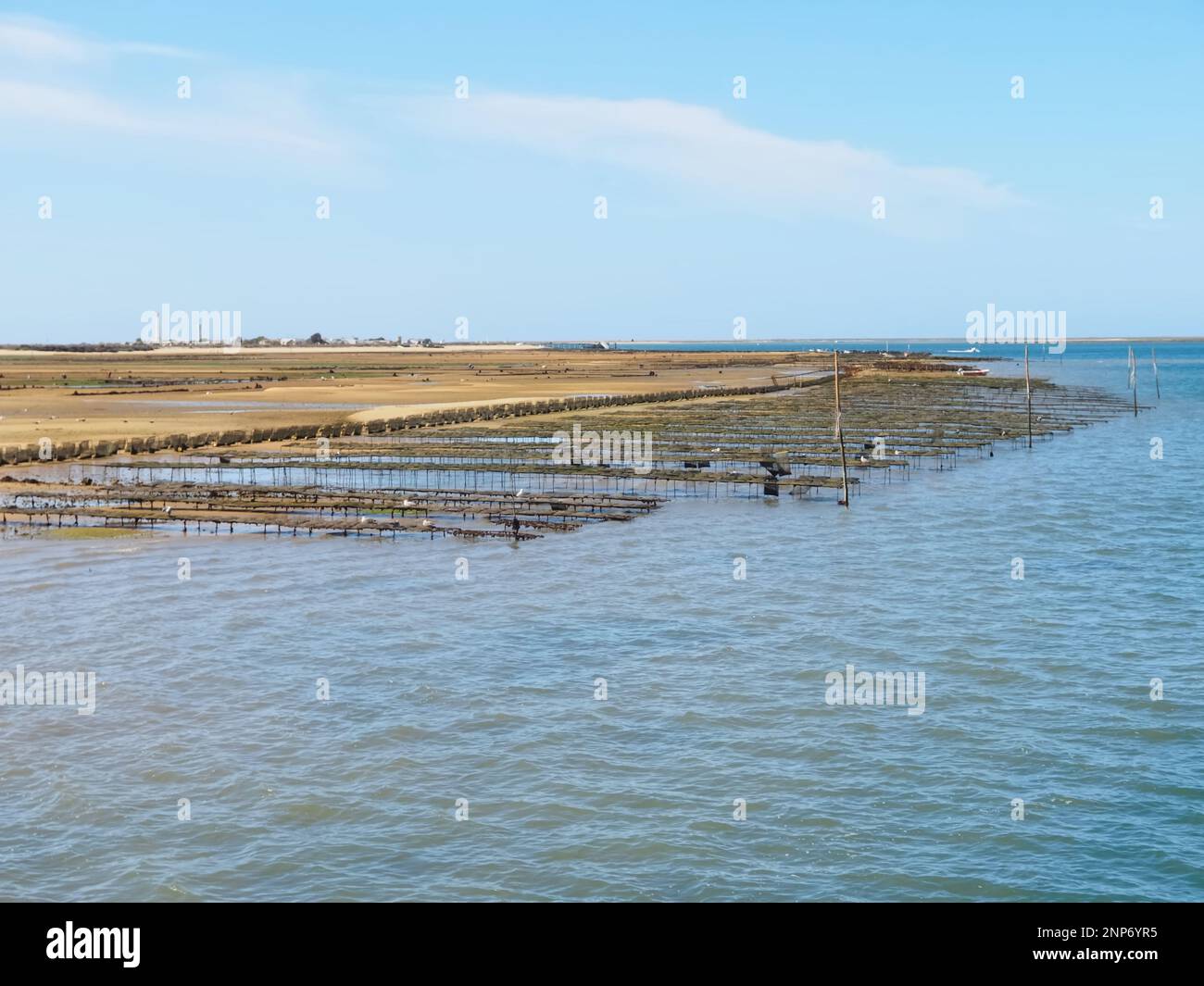 Muscheln werden in Muschelbeeten im Ozean gezüchtet Stockfoto