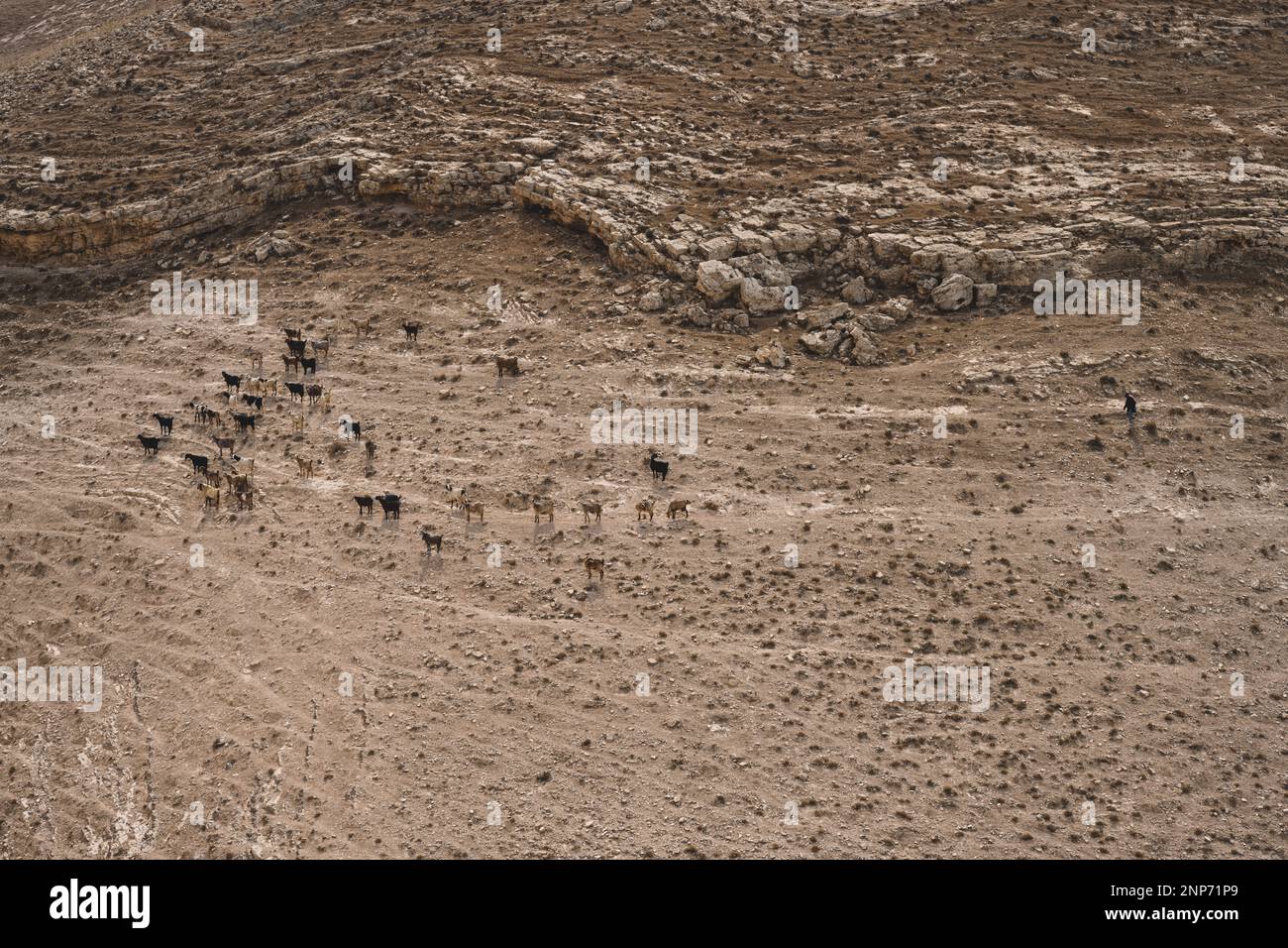 Mukawir, Jordanien - Oktober 26 2022: Ziegenherde und Schäferhund in der jordanischen Landschaft am Hang eines trockenen Hügels Stockfoto
