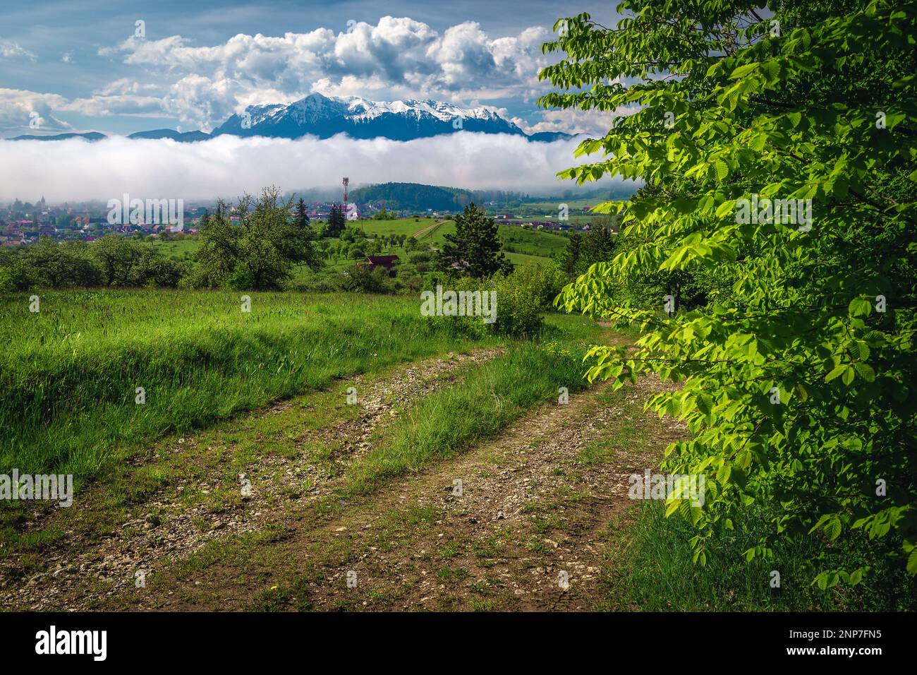 Fantastische ländliche Landschaft im Frühsommer mit nebligen Naturphänomenen, Karpaten, Rumänien, Europa Stockfoto