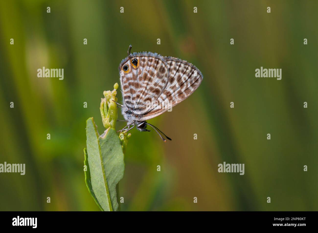 zebra-Schmetterling auf grüner Pflanze, Langs Kurzschwanzblau, Leptotes pirithous Stockfoto