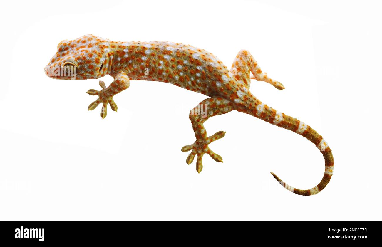 Tokay Gecko mit gekrümmtem Schwanz isoliert auf weißem Hintergrund, viele orangefarbene Punkte auf blauer Haut von Gekko Gecko, Reptilien in den Häusern der Stockfoto