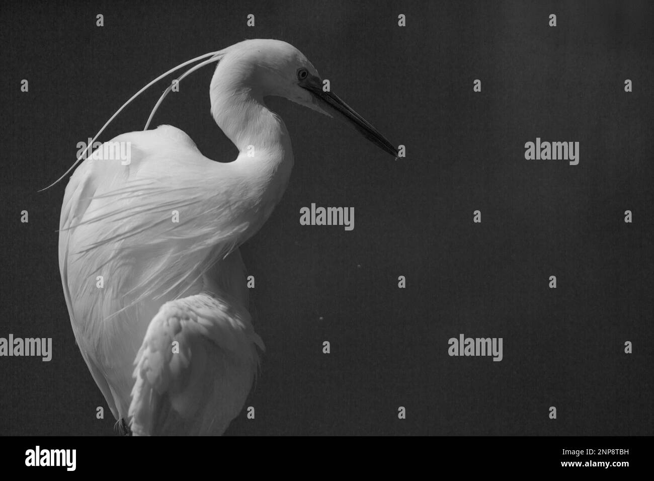 Säugetiere und Vögel Italiens leben in Freiheit Stockfoto