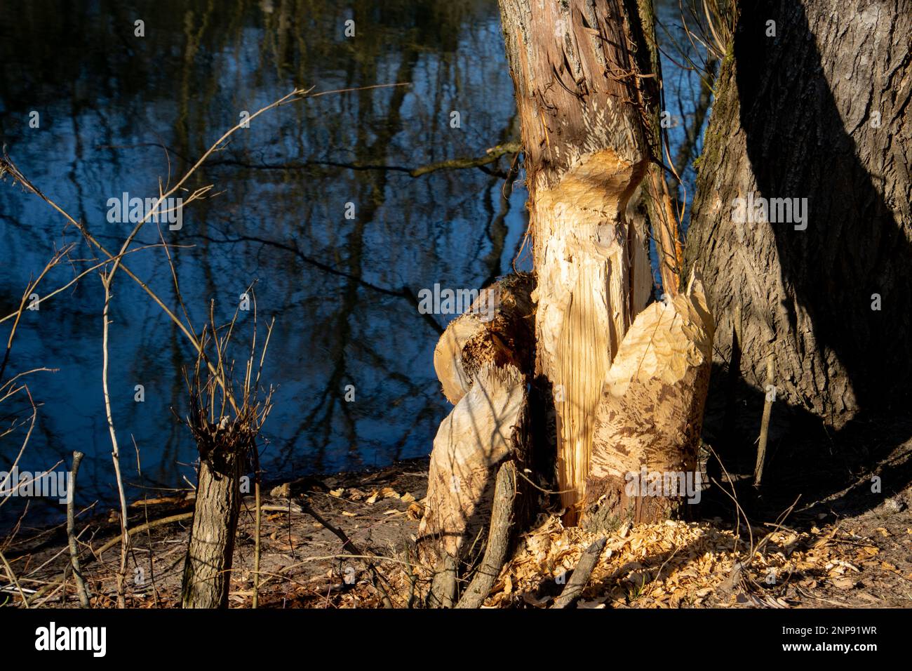 Baumstamm beschädigt durch ein Biber Stockfoto
