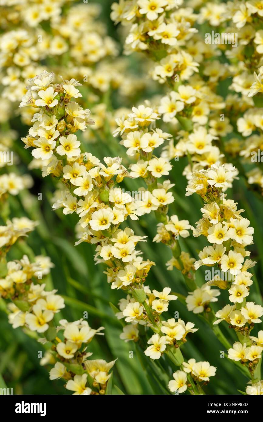 Sisyrinchium striatum, Phaiophleps nigricans, ganzjährig, Haufen blassgelber, sternförmiger Blumen Stockfoto