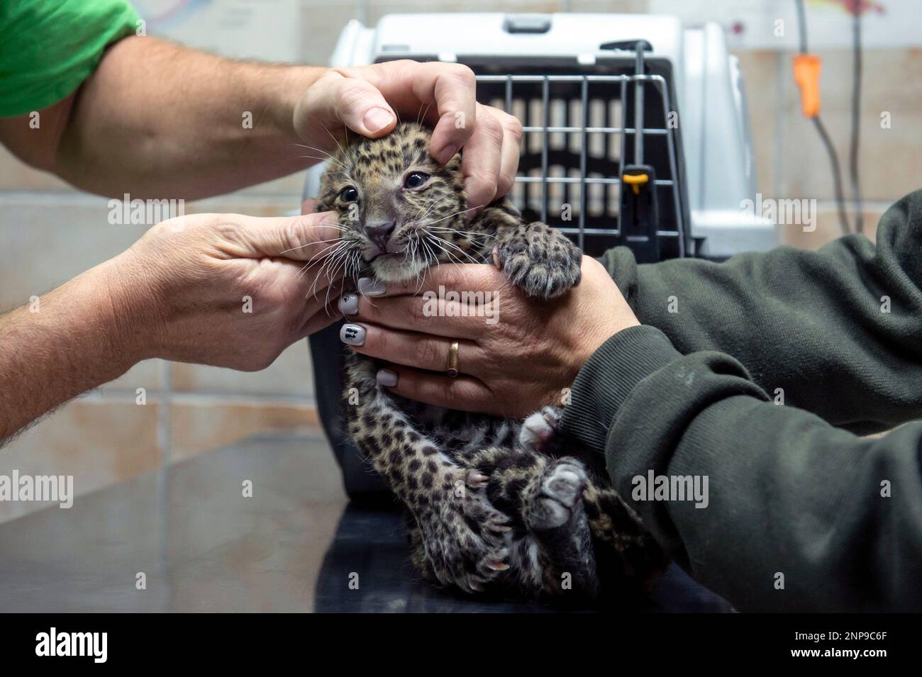 One of two leopard cubs born in the Zoo of Gyongyos is examined by(00)