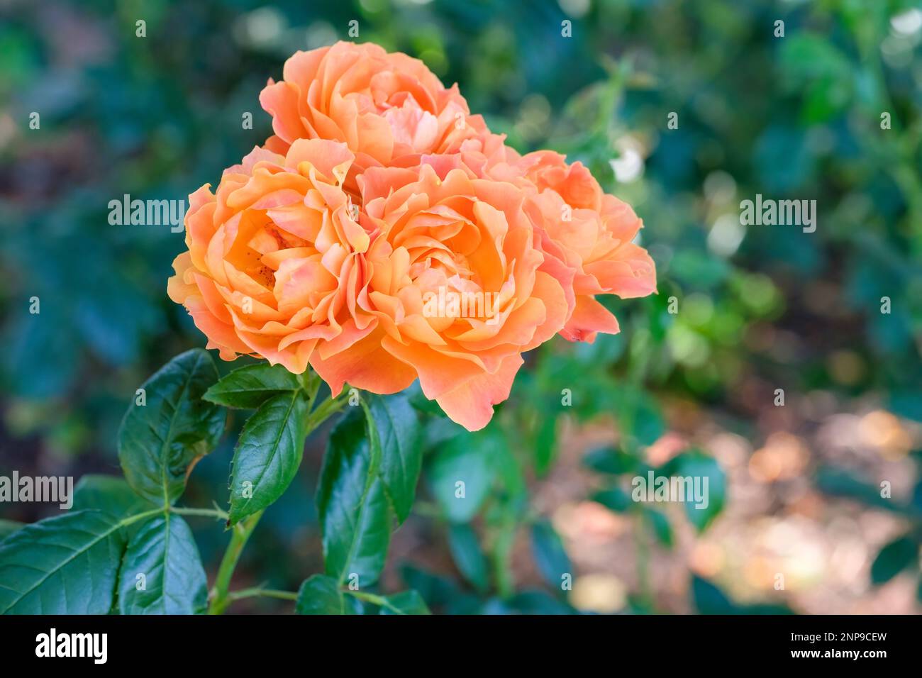 Rose Fellowship, Rosa HarWelcome, Rosa Livin' Easy, floribunda Rosenkultivar, Double, Tiefe orangefarbene Blumen Stockfoto