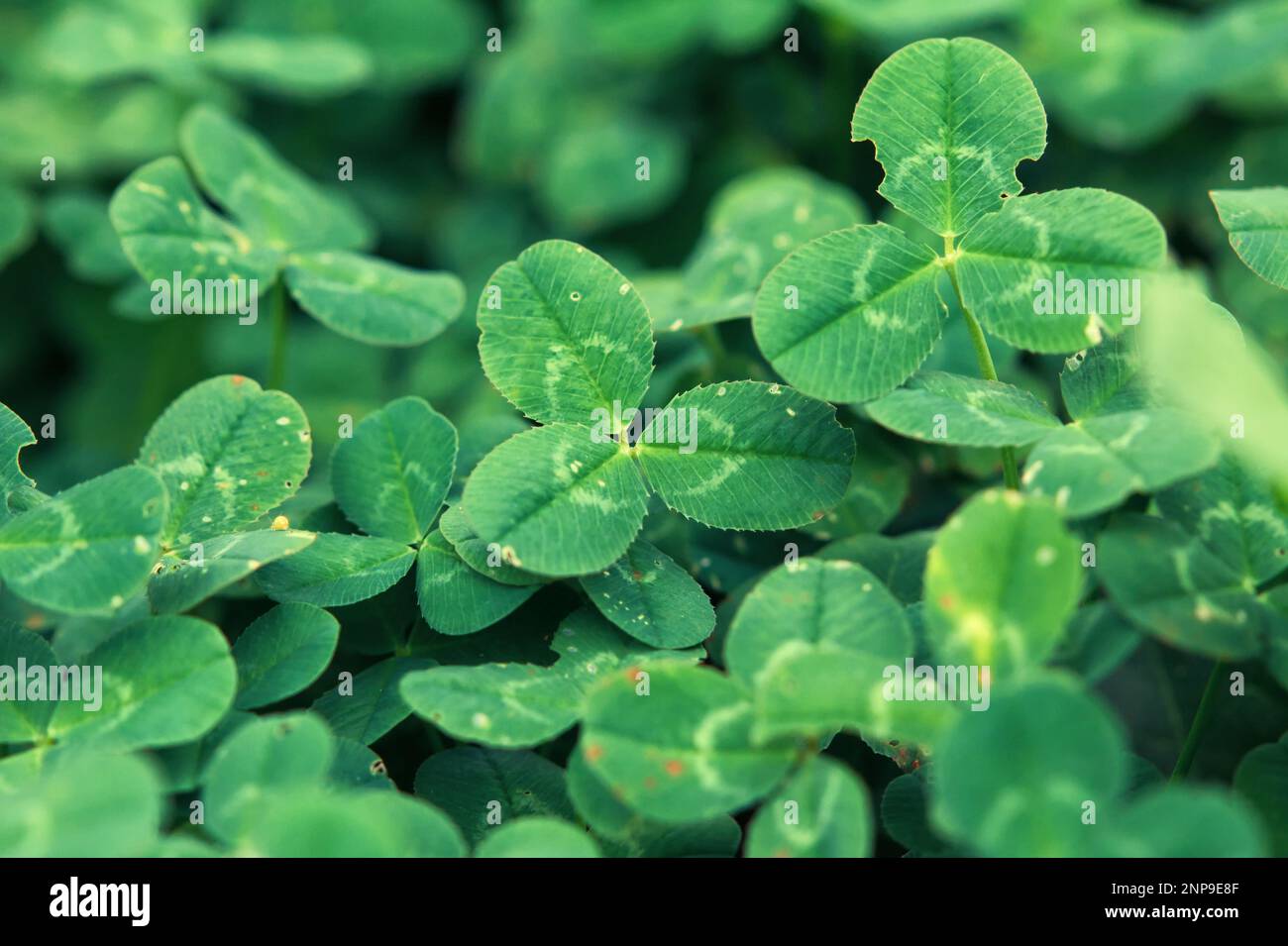 Grünklee mit Anzeichen von Krankheiten oder Parasiten Stockfoto