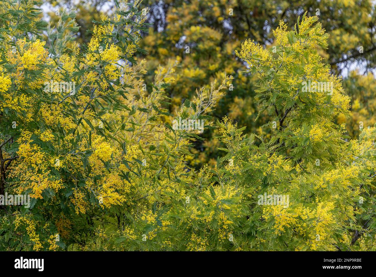 Nahaufnahme der Zweige eines blühenden Mimosenbaums Stockfoto