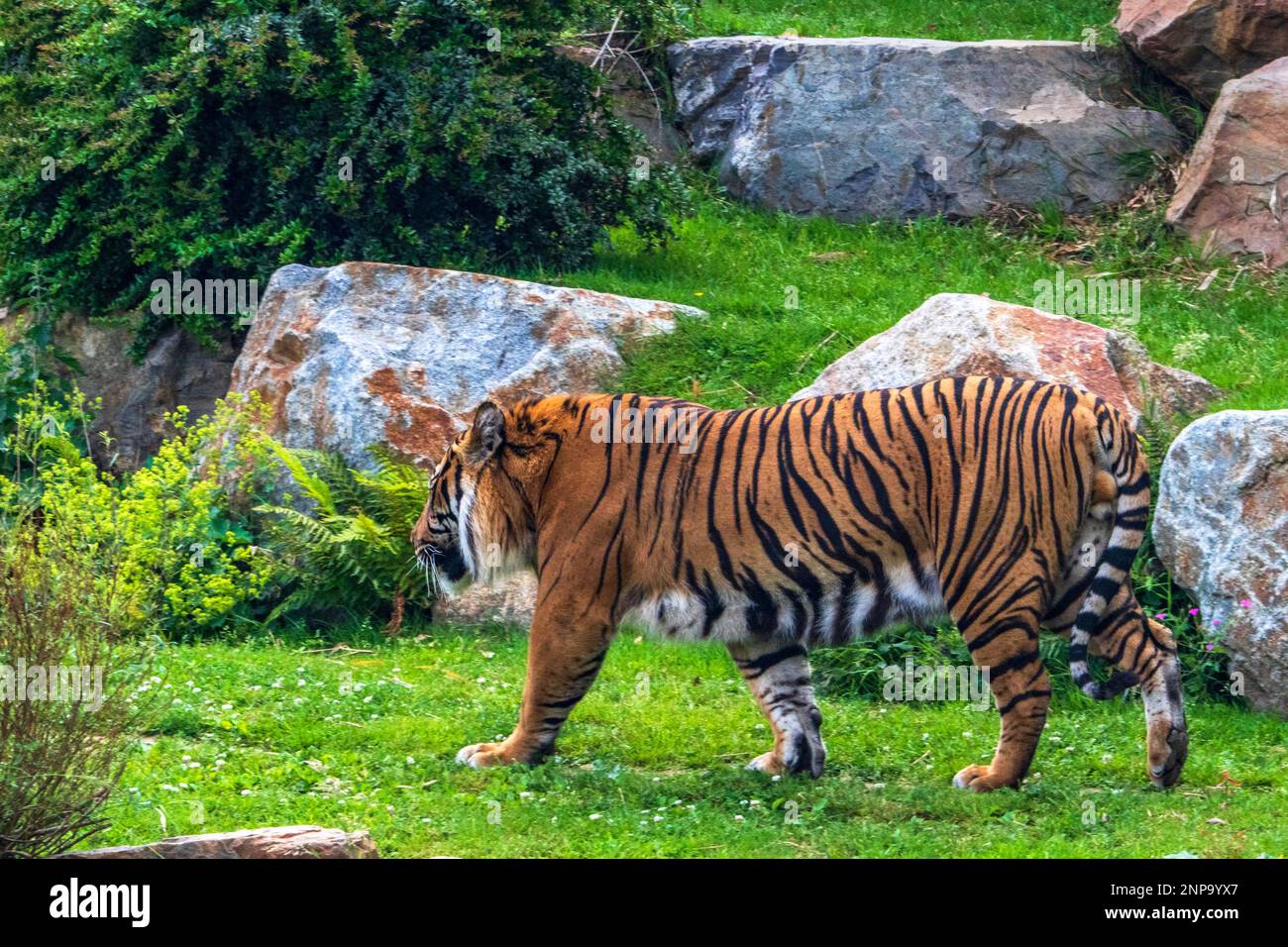 Sumatra-Tiger in Vegetationsumfeld Stockfoto