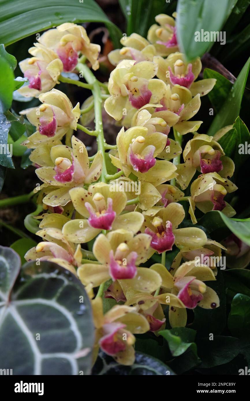 Cremegelbe Cymbidium-Orchideen in Blüten. Stockfoto