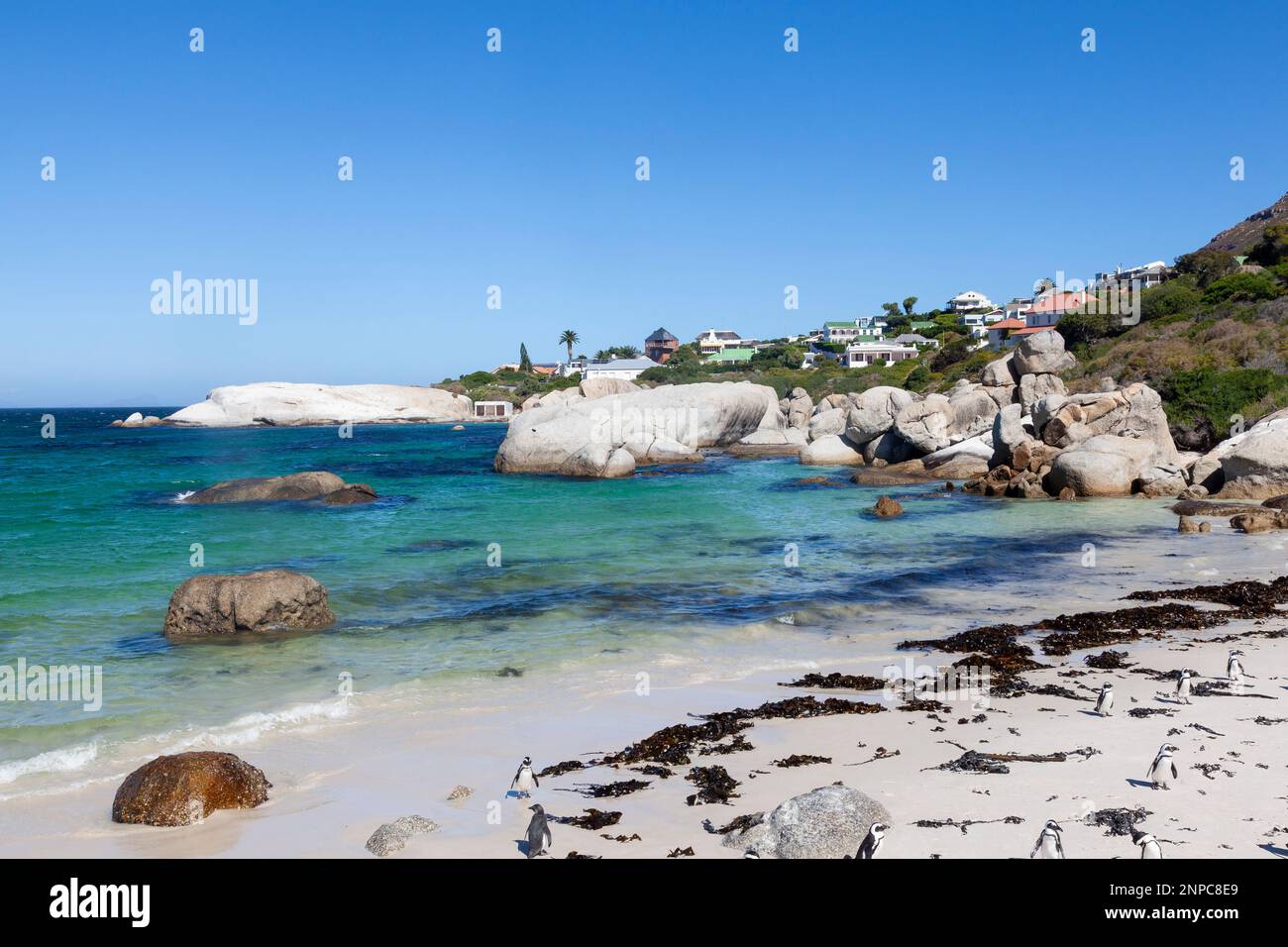 Zuchtkolonie afrikanischer Pinguine am Boulders Beach, Simonstown, Kapstadt, Westkap, Südafrika. Dieser Vogel wird als bedroht wegen Population aufgeführt Stockfoto