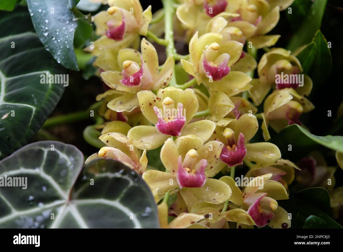 Cremegelbe Cymbidium-Orchideen in Blüten. Stockfoto