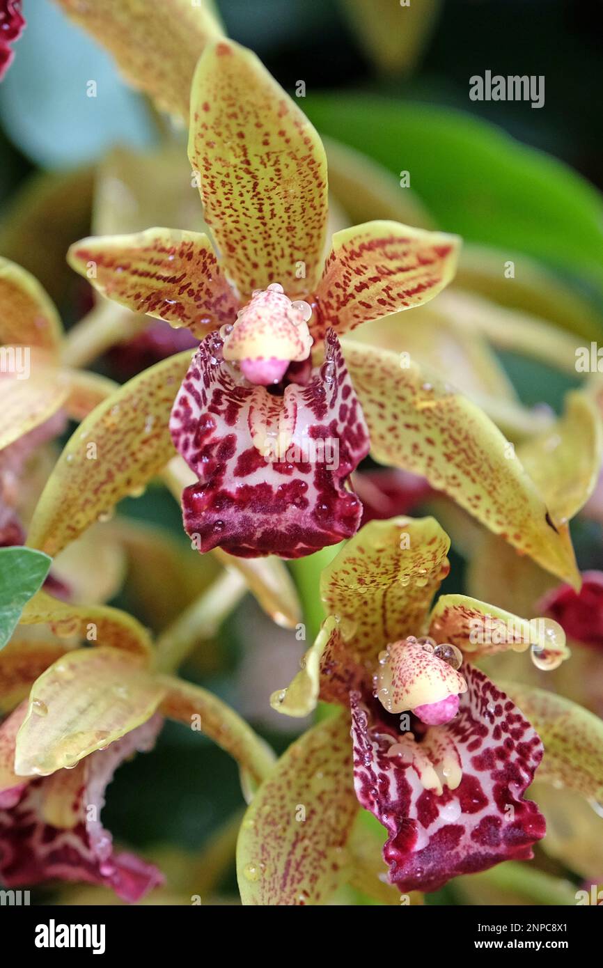 Gelbe und rote Cymbidium-Orchideen in Blüten. Stockfoto