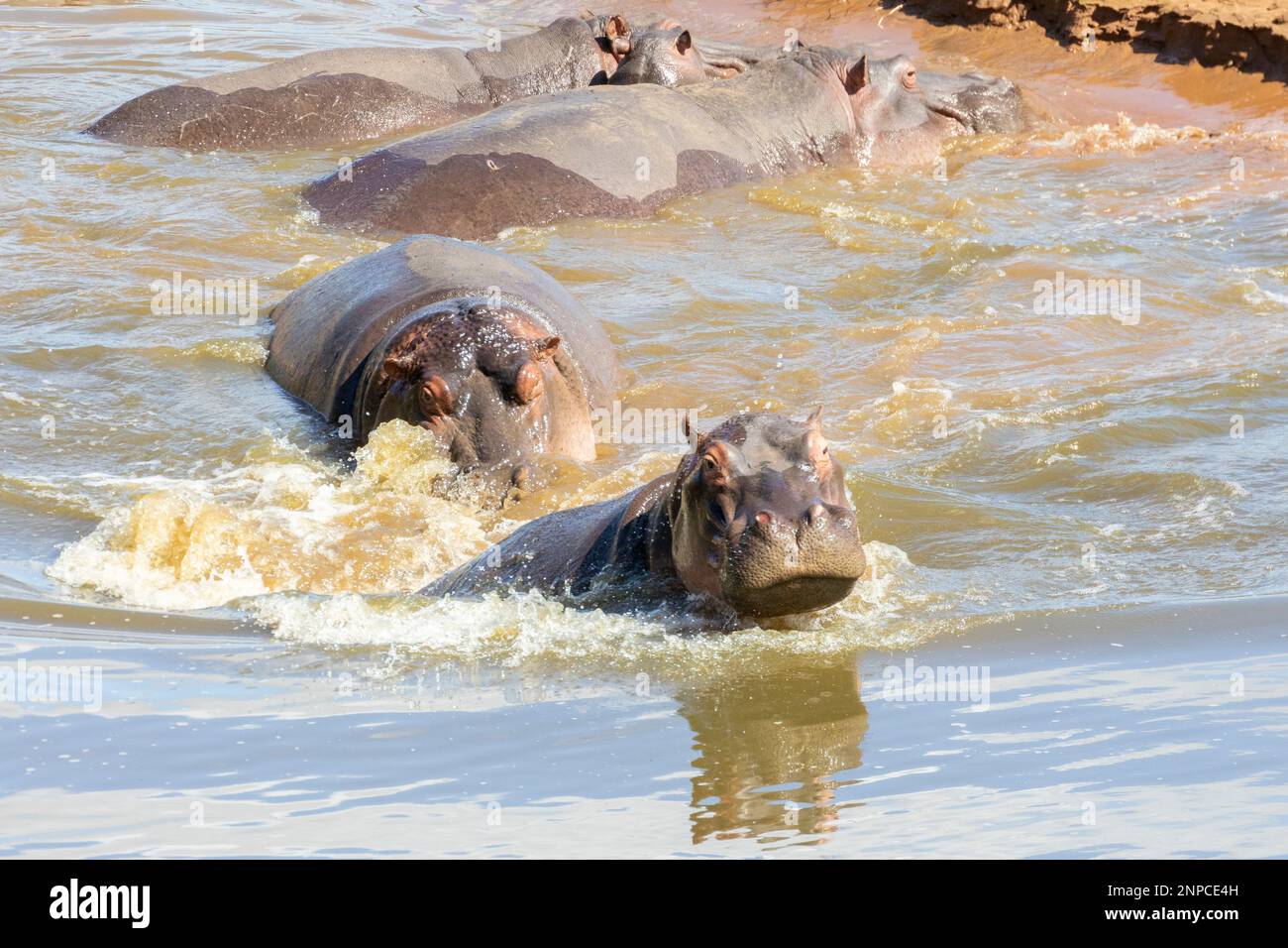 Hippopotamus (Hippopotamus amphibius), Kruger-Nationalpark, Südafrika. Drittgrößtes Landsäugetier und eines der gefährlichsten Stockfoto