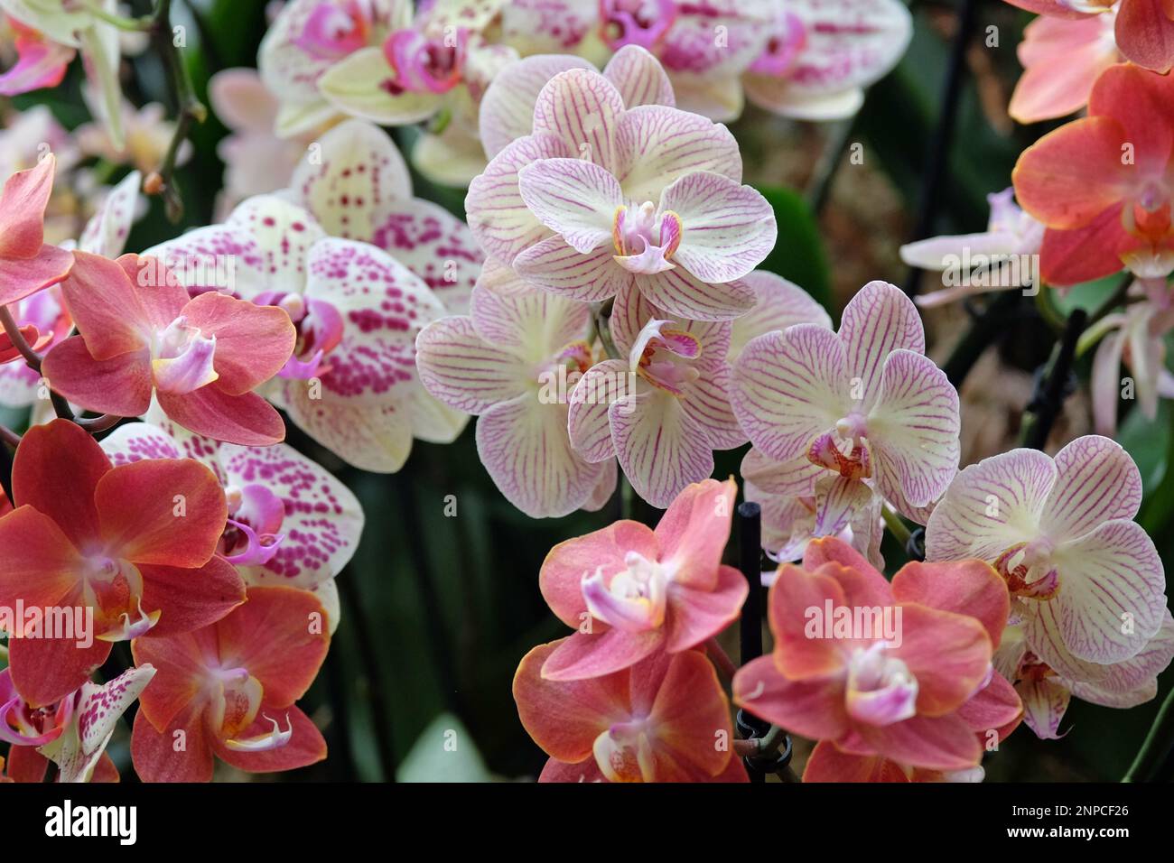 Cremefarbene und rosa gestreifte Phalaenopsis-Mottenorchideen in Blüten. Stockfoto