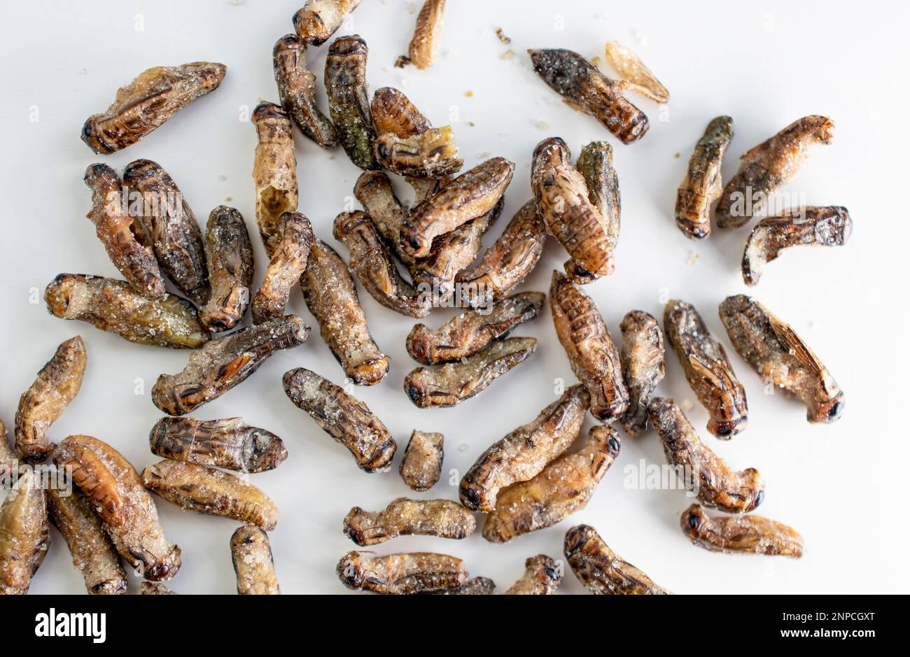 Proteinreicher Snack - Grillen mit Salz geröstet Stockfoto