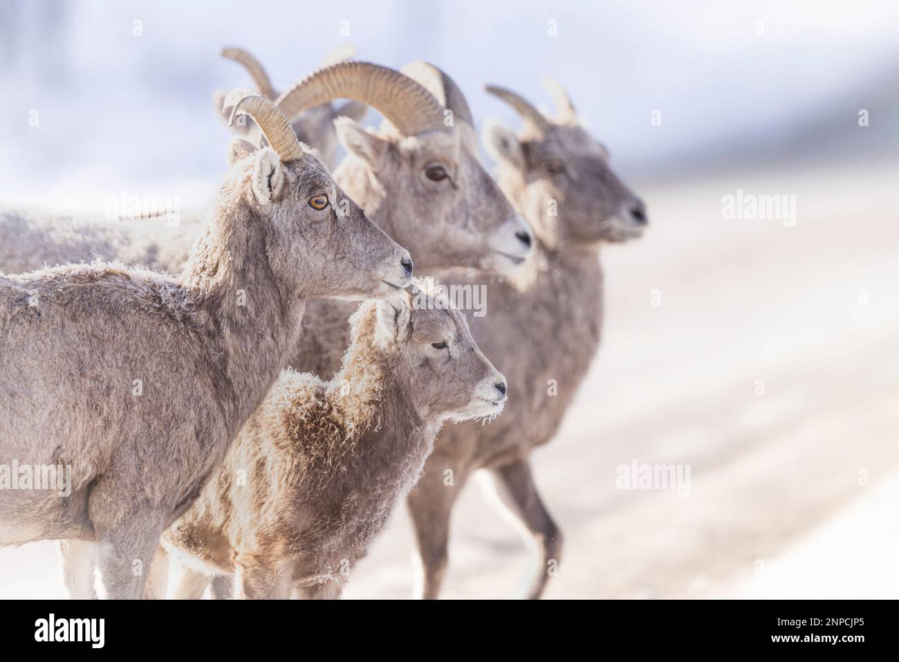 Dickhornschafe im National Elk Refuge, Jackson, Wyoming, USA. Stockfoto