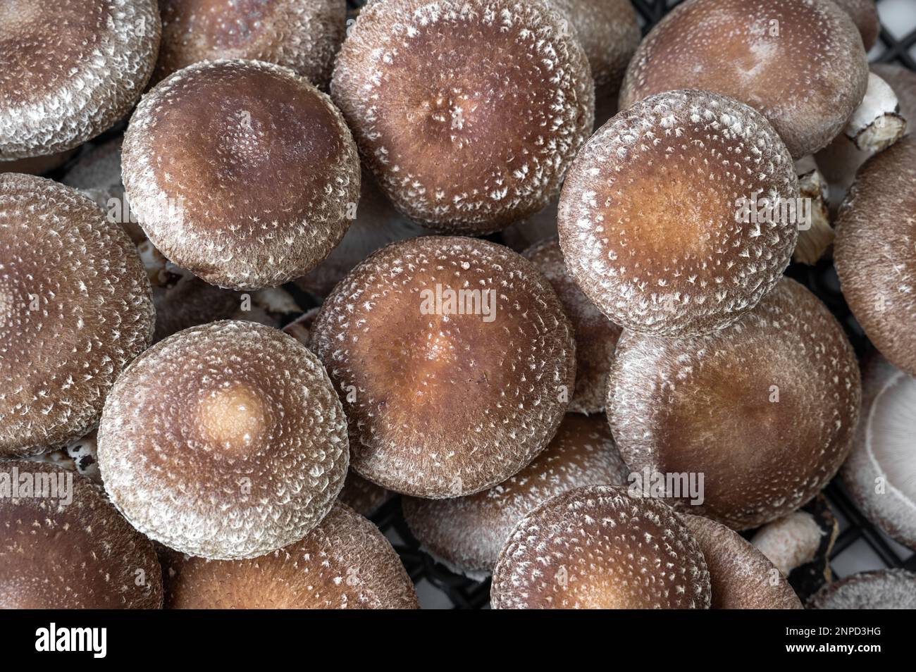 Ein Haufen Shiitake-Pilze zum Verkauf auf dem Markt. Shiitake ist ein essbarer Pilz aus Ostasien, der in vielen asiatischen Ländern angebaut und konsumiert wird Stockfoto