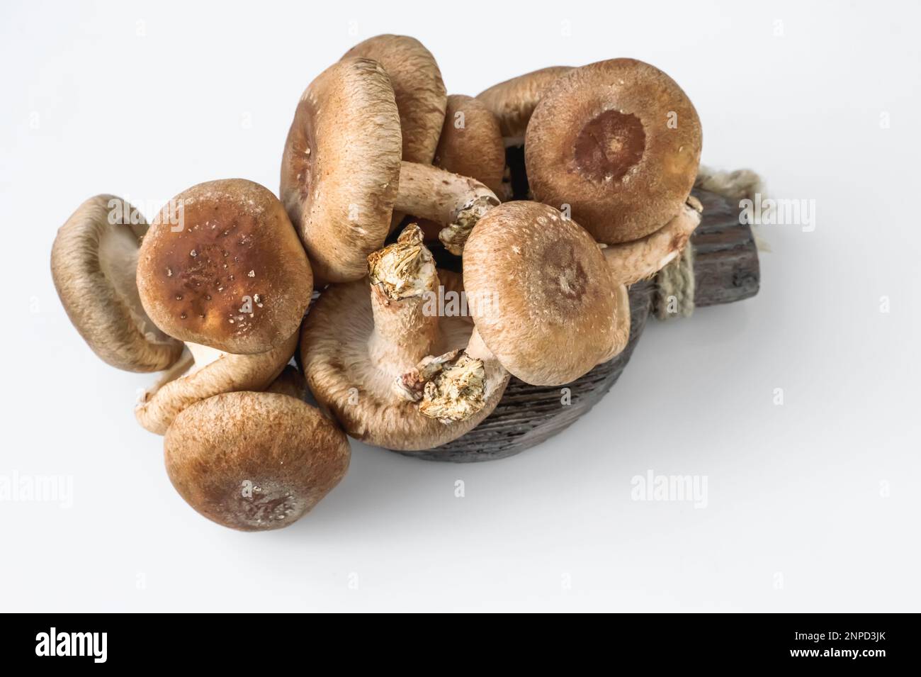 Ein Haufen Shiitake-Pilze zum Verkauf auf dem Markt. Shiitake ist ein essbarer Pilz aus Ostasien, der in vielen asiatischen Ländern angebaut und konsumiert wird Stockfoto