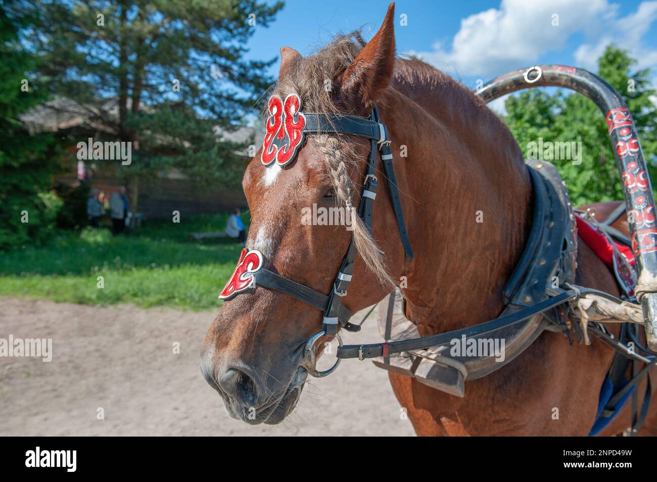 bay Horse für den Transport von Touristen durch das Dorf. Nahaufnahme. Karelien, ein neues Resort im traditionellen Stil im alten Dorf. Mandrogi, Stockfoto