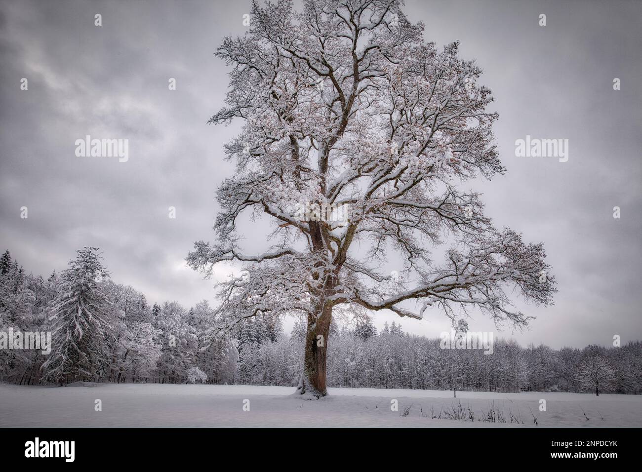 DE - BAYERN: Winterzeit an der Alten Eiche nahe Moralt Alm, Bad Toelz, Oberbayern (HDR-Fotografie von Edmund Nagele FRPS) Stockfoto
