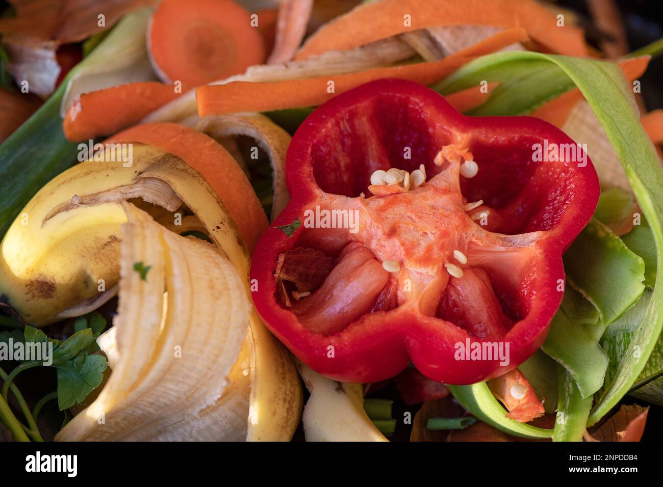 Gemüsereste, Schalen und Schalen mit Fokus auf einem roten Pfeffer mit sichtbaren Samen, Lebensmitteln, die als biologisch abbaubarer Kompost verwendet oder dem Pflanzenboden hinzugefügt werden Stockfoto