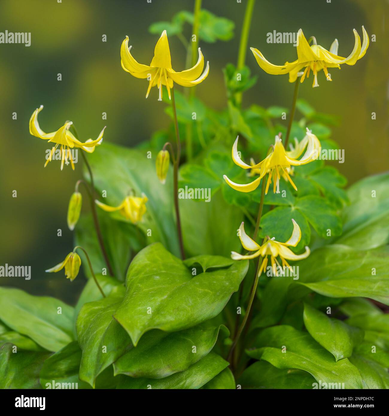Die Forellenlilie auch als gelbe Forellenlilie oder gelber Hahnentrittviolett bekannt. Stockfoto