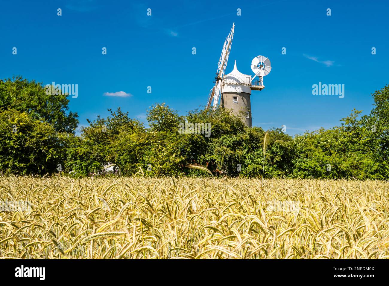 Bircham Windmühle in Norfolk gesehen über ein reifendes Feld von Getreide. Stockfoto