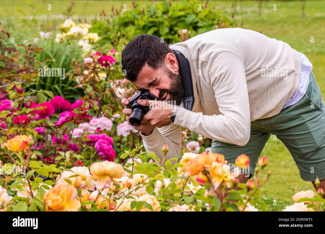 Ein Besucher der Sommerblumen-Show in den Harlow Carr Gardens sieht sehr konzentriert aus, wenn er ein Foto von einer Rose macht. Stockfoto