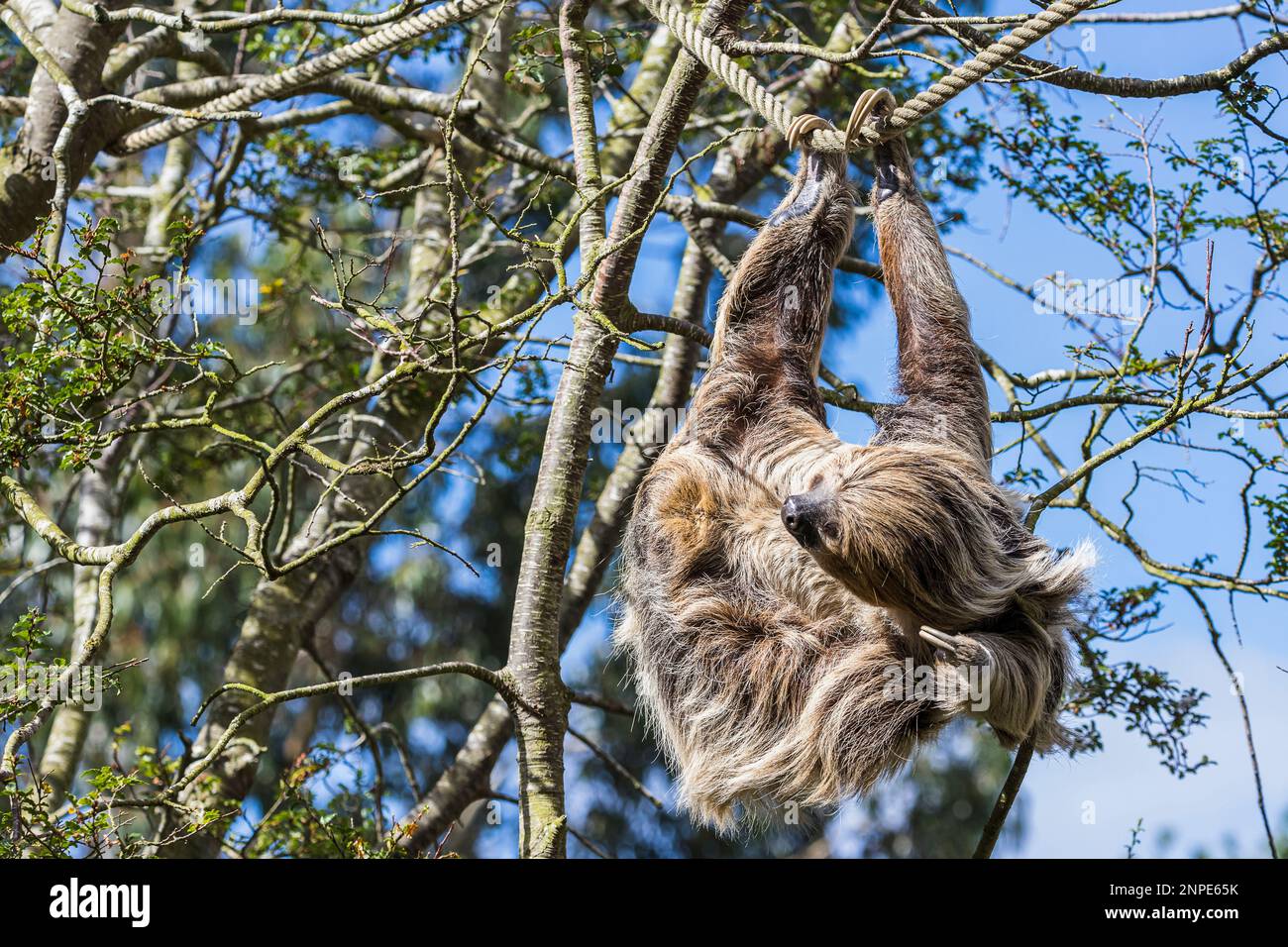 Ein zweizehiges Faultier juckt hoch oben in einem Baum in einem Cheshire Zoo. Stockfoto