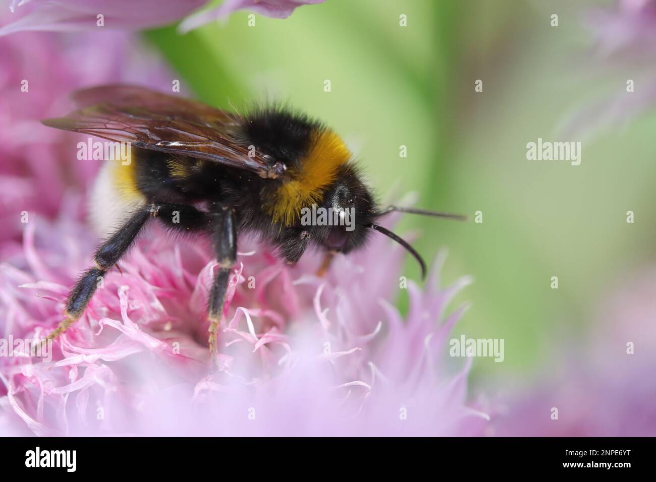 Vestal Cuckoo Bee, Bombus vestalis, Königin, Nektar oder Schnittlauch trinken. Das ist der gesellschaftliche Parasit von Bumblebee Stockfoto