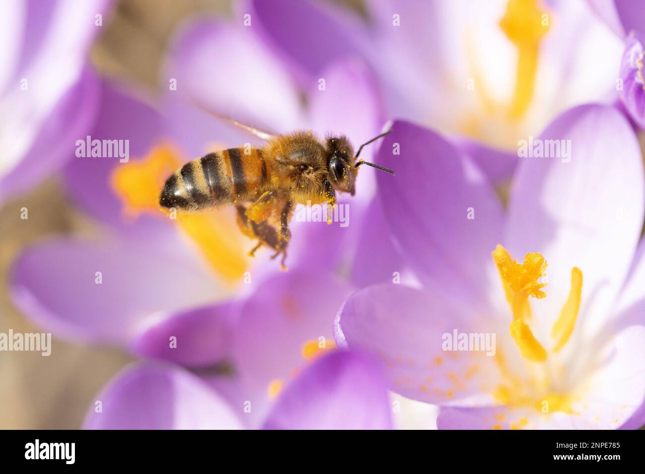 Honigbienenarbeiter landet auf der violetten Blume von Crocus tommasinianus Barr und trägt Pollenkörner. Stockfoto