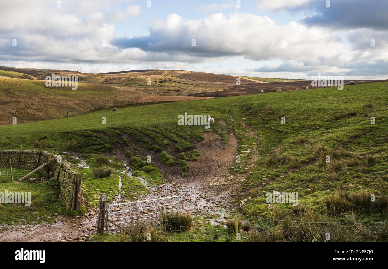 Schafe vor dem Cheeks Hill im Peak District. Stockfoto