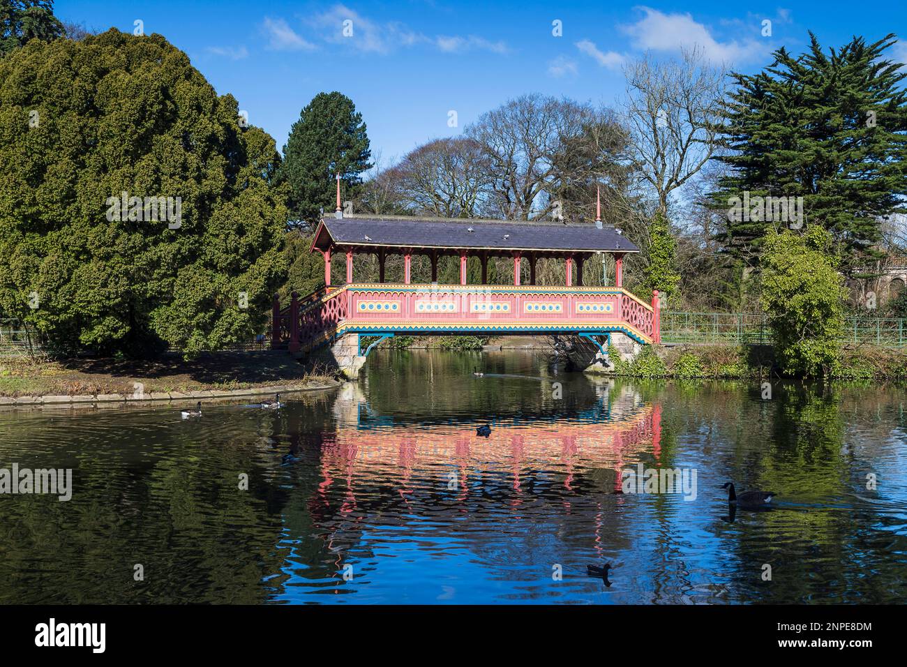 Gänse und Enten im See vor der Schweizer Brücke im Birkenhead Park am Wirral. Stockfoto
