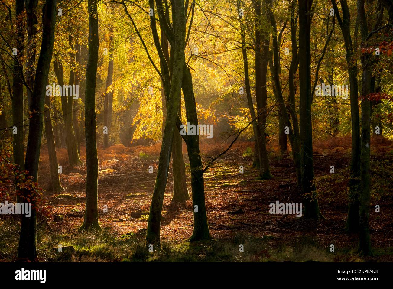 Hinterleuchtete Herbstblätter im New Forest. Stockfoto