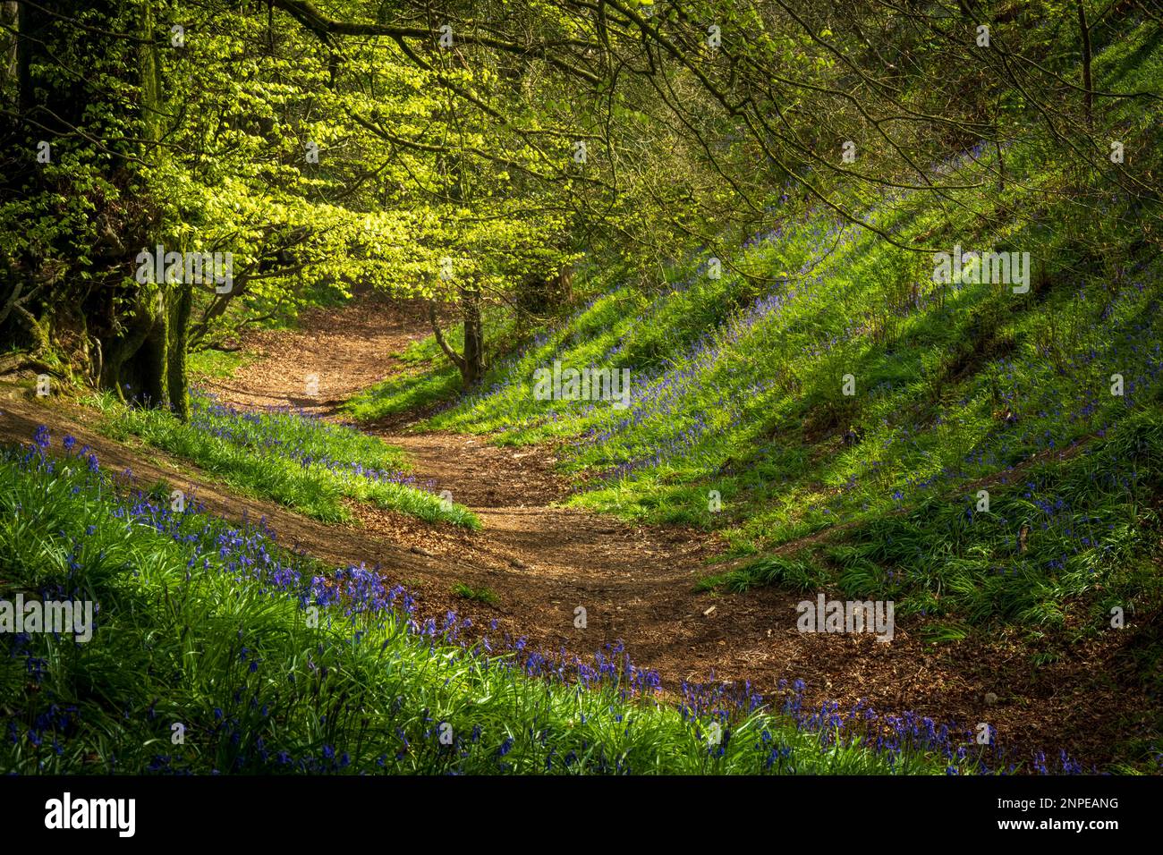 Bluebells im Licht von Coney's Castle in Dorset. Stockfoto