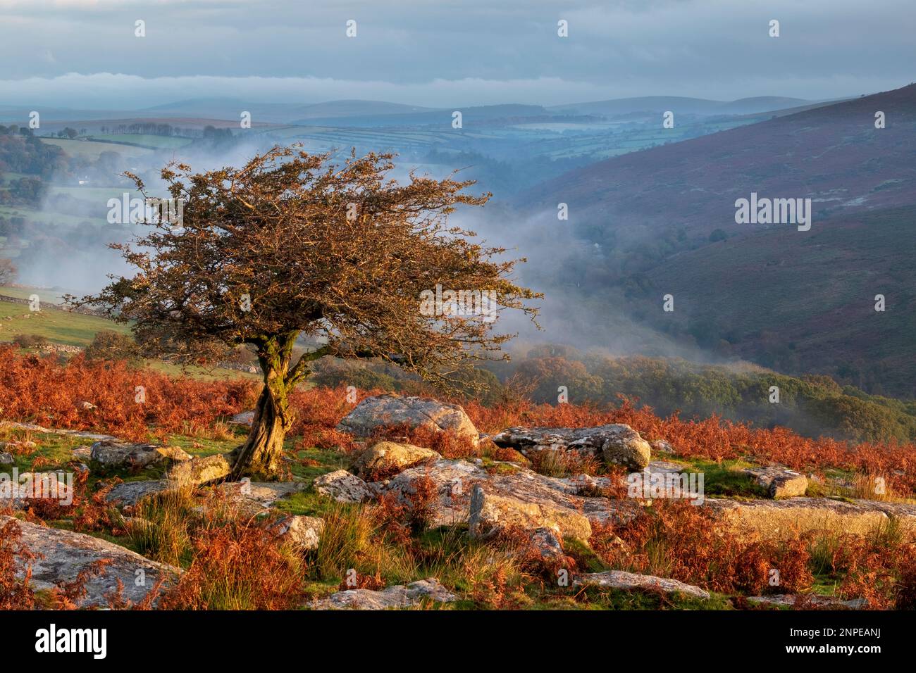 Hawthorn Tree im frühen Morgenlicht in Combestone auf Dartmoor. Stockfoto