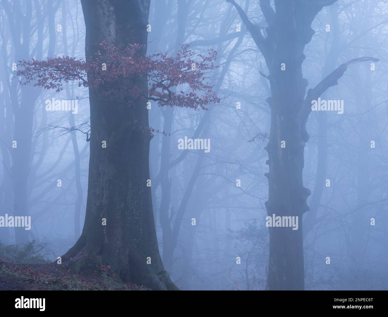 Buchenbäume im Nebel an einem nebligen Morgen im Winter. Stockfoto