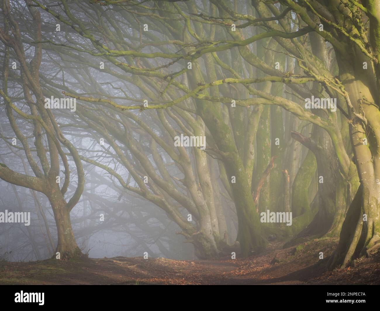 Buchenbäume im Nebel an einem nebligen Morgen im Winter. Stockfoto