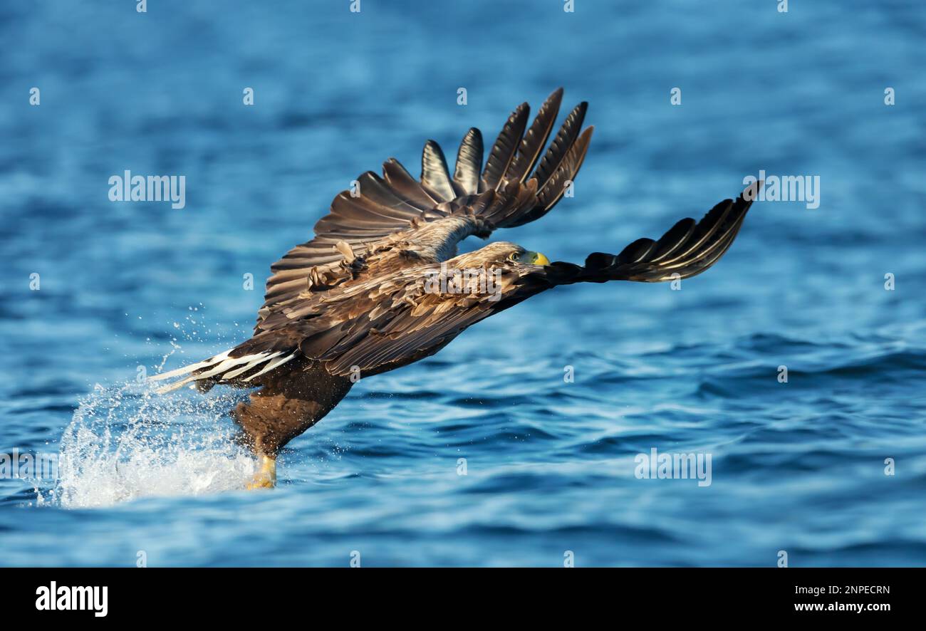 Nahaufnahme eines Seeadler Seeadler (Haliaeetus albicilla) fängt einen Fisch, Norwegen. Stockfoto