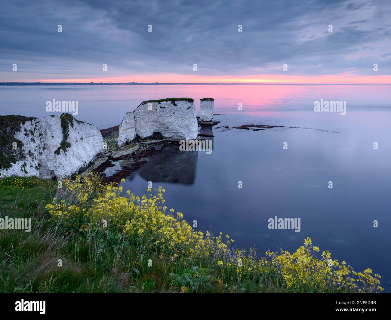 Morgengrauen in Old Harry Rocks in Dorset mit Wildblumen im Vordergrund. Stockfoto