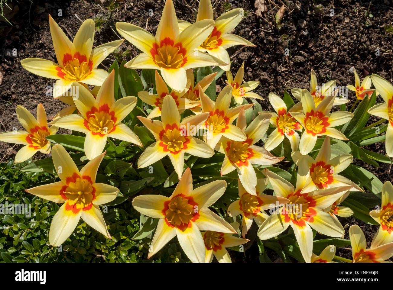 Nahaufnahme der roten und gelben Tulpen Corona, die im Frühling blühen. Stockfoto