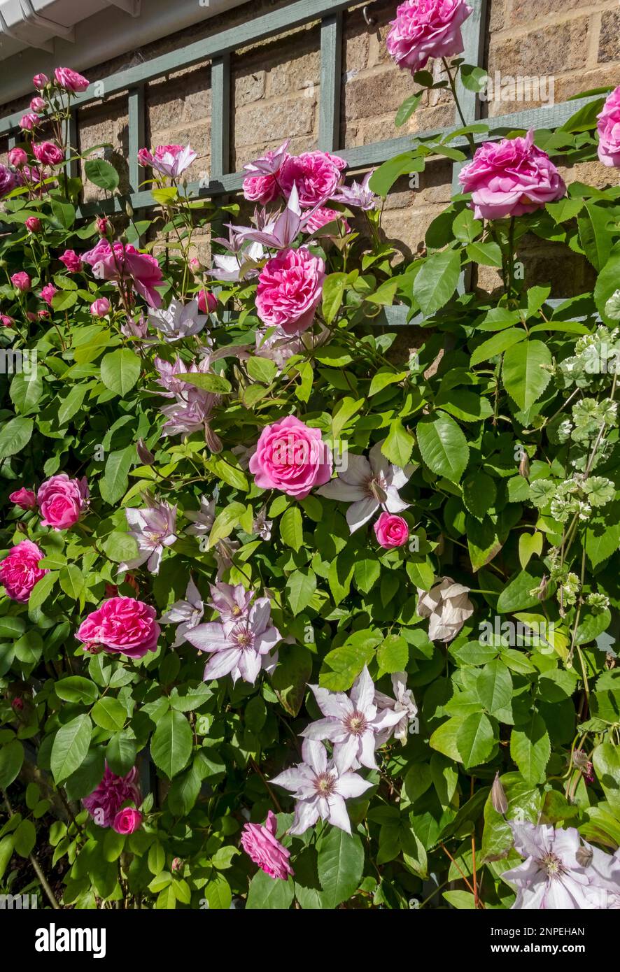 Rosa Gertrude Jekyll und Clematis Samaritan Jon blühen im Sommer an einer Gartenwand. Stockfoto