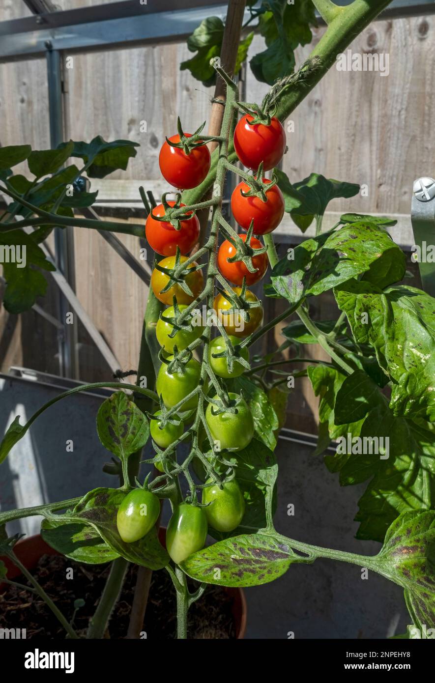 Nahaufnahme von Reben-Tomaten-Apero, die im Sommer in einem Gewächshaus wachsen. Stockfoto