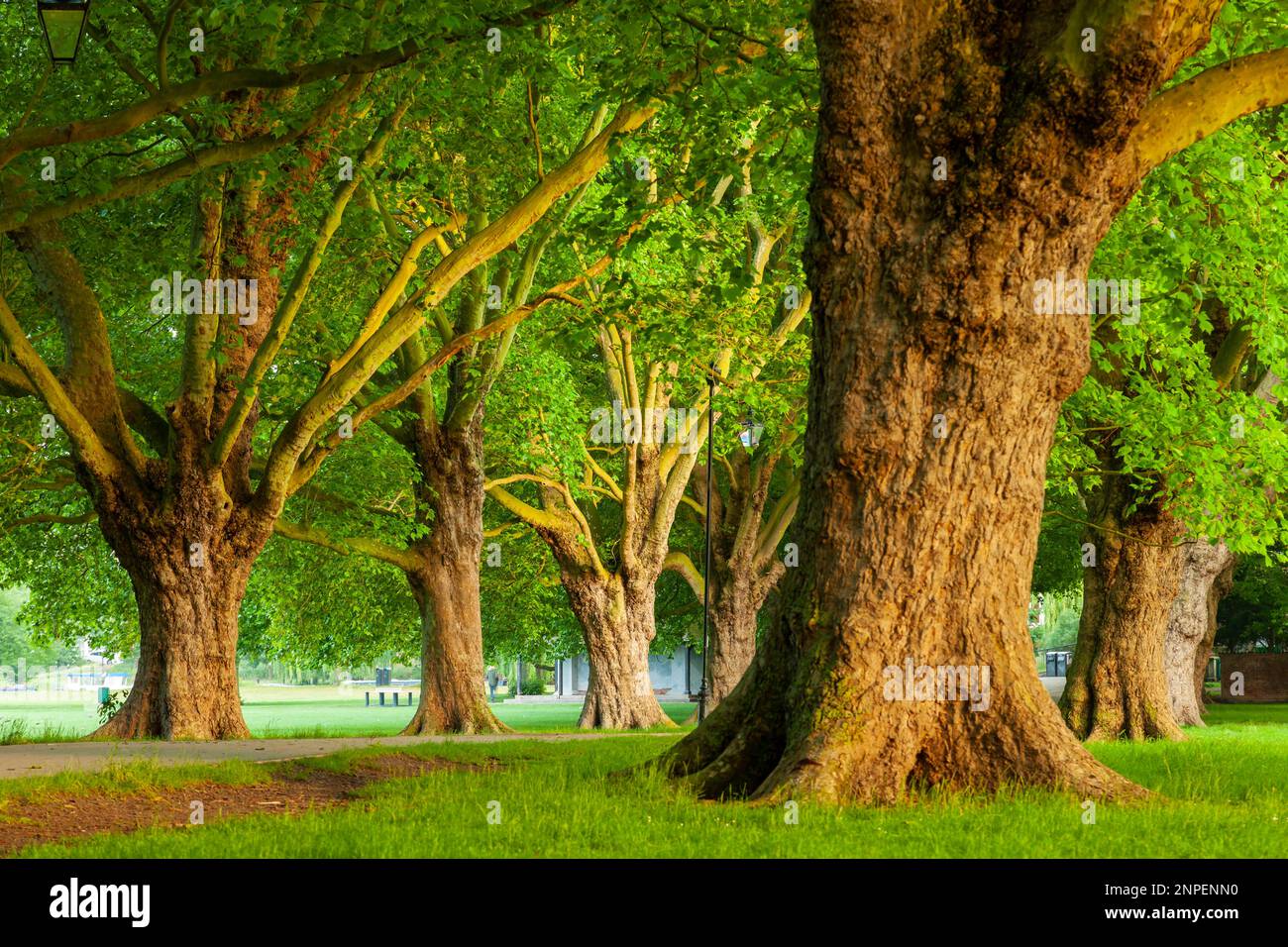 Frühlingsmorgen auf Jesus Green in Cambridge. Stockfoto