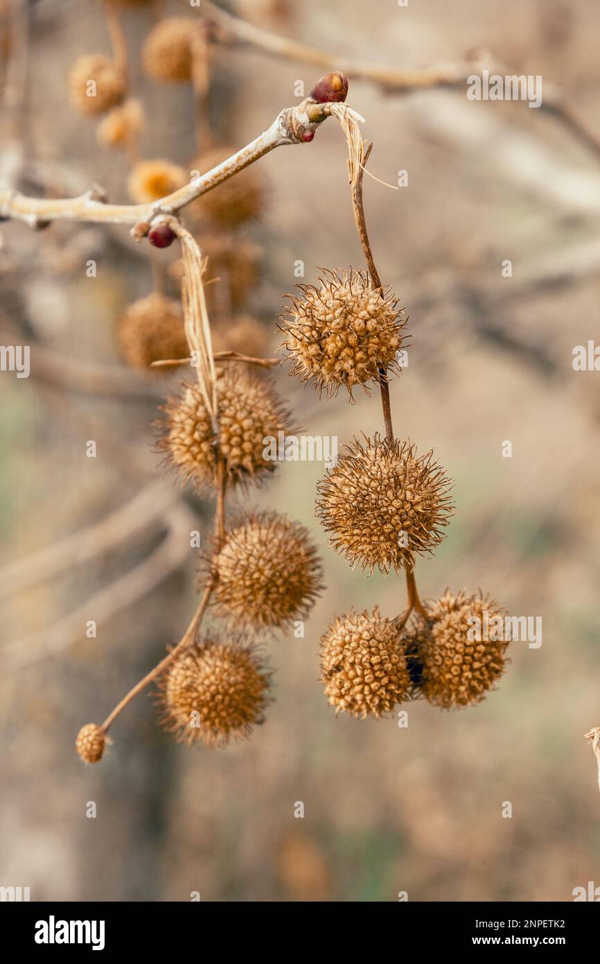 Planenobst auf den Ästen im Frühling Stockfoto